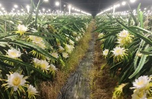 转载｜【百万万工程】南宫NG娱乐光电、佛山照明协同攻坚　科技赋能“照”亮兴农新活力